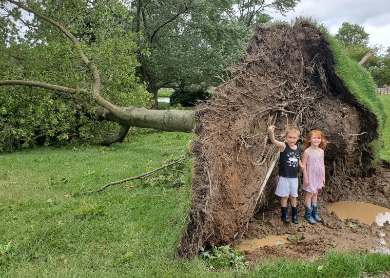 Irving and Florence Flood stand in the exposed roots of this tree knocked over in the Plantations neighborhood outside of Lewes. CHRIS FLOOD PHOTO